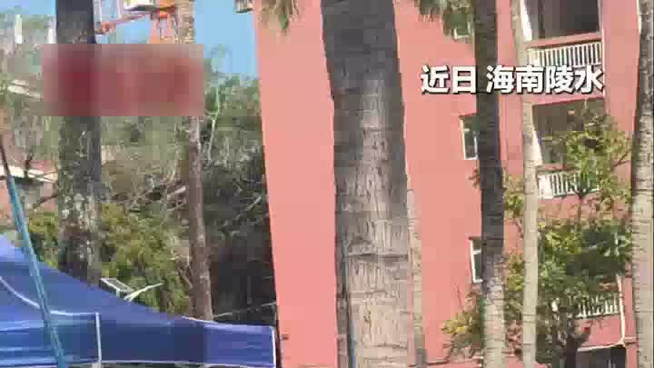 速度与激情！攀椰竞速比赛中选手们动作敏捷，几下就到椰树顶