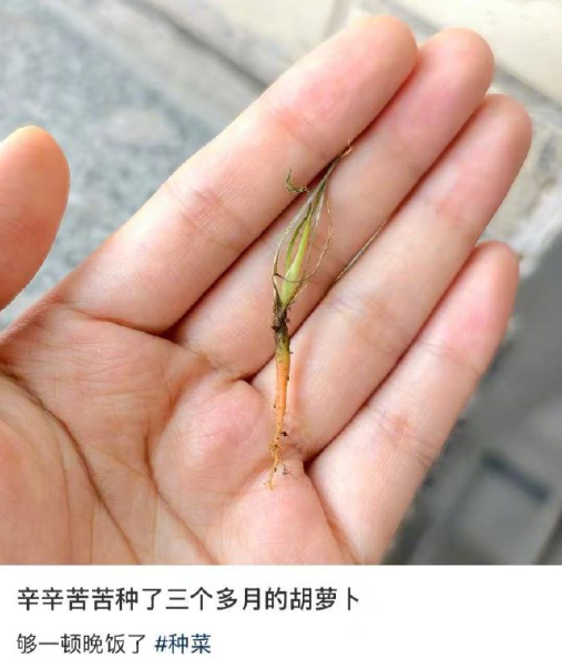 辛辛苦苦种了三个多月的胡萝卜