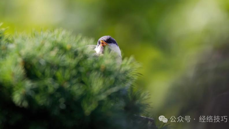 气堵了，运也会堵！现在正是“散结”好时机，从这条经开始！