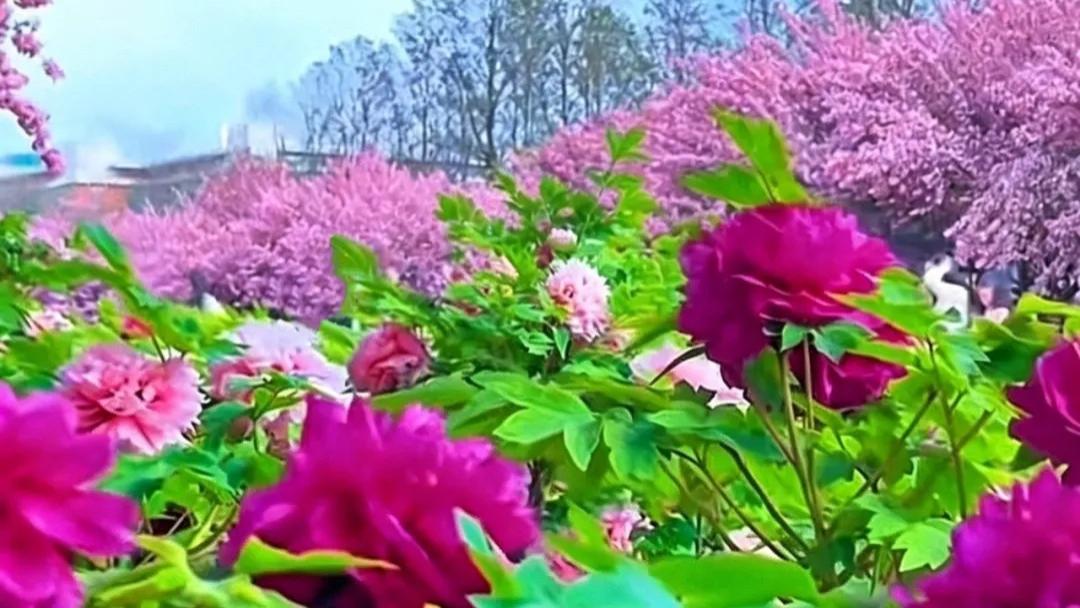 《沐春集》系列散文之五：循香赴山河，与春共繁花