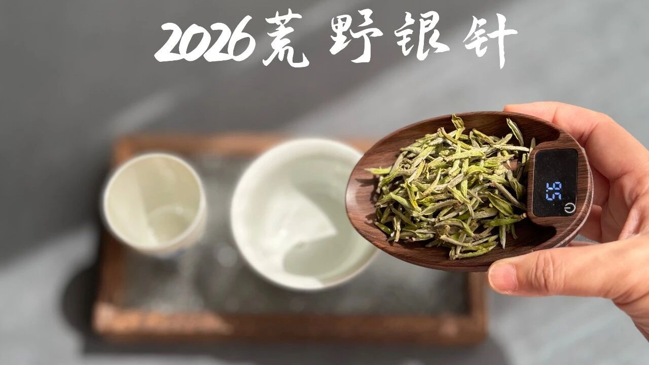 白茶4大误区，95%新手踩过坑，早知道早受益！