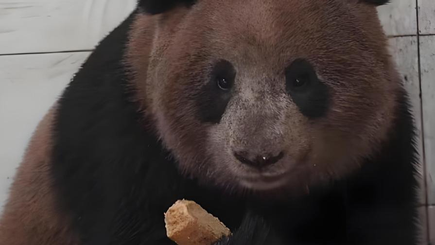 大熊猫存在了800万年，吃竹子、拉40次屎、是退化了吗？