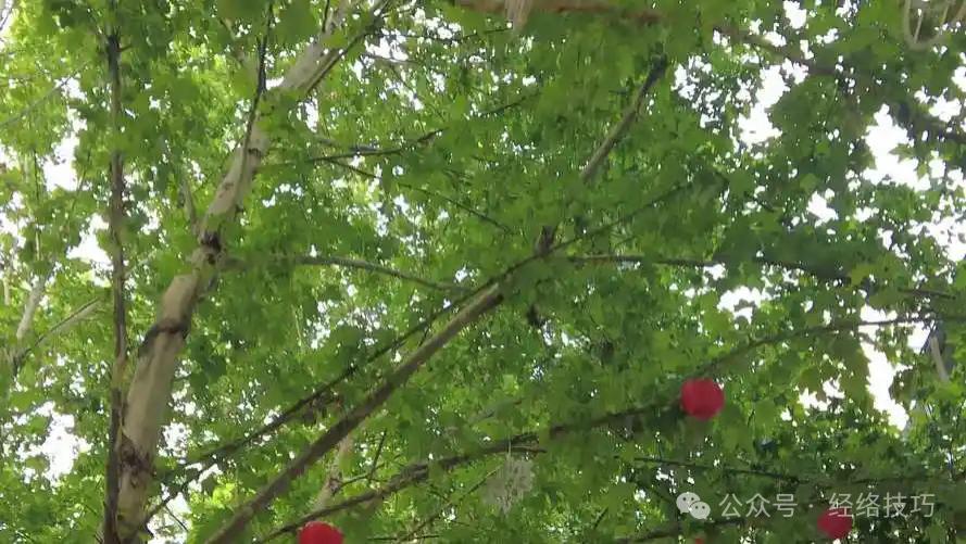 每天练这个动作10分钟，气血顺了，调整含胸驼背，男女老少都适合