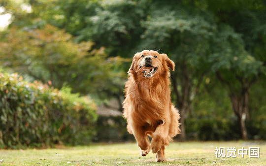 婆婆偷卖掉我的金毛犬后，我请“大师”治服她