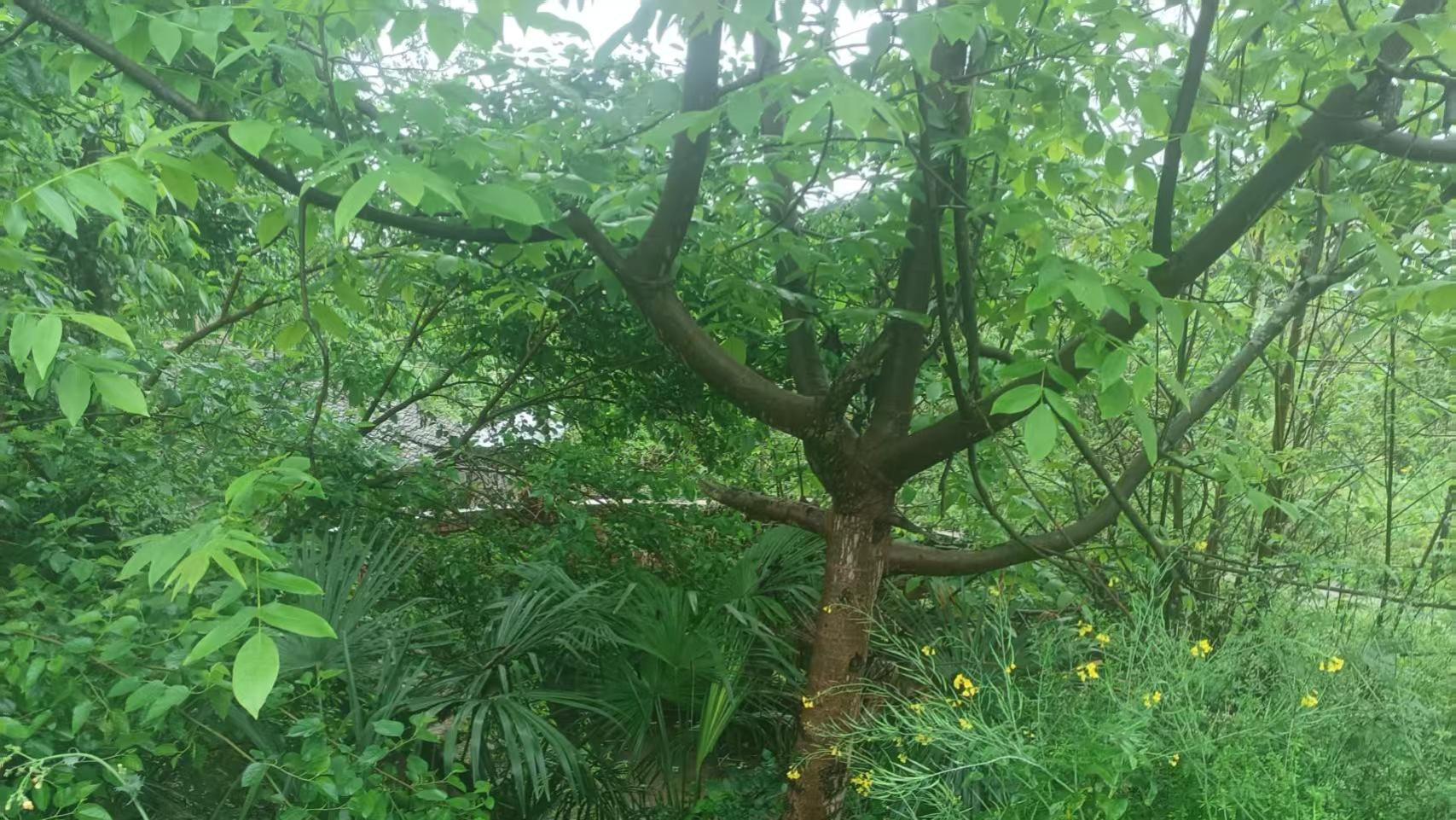 丹东七旬老人拆迁二十二载未回迁 维权之路步履不停盼公道