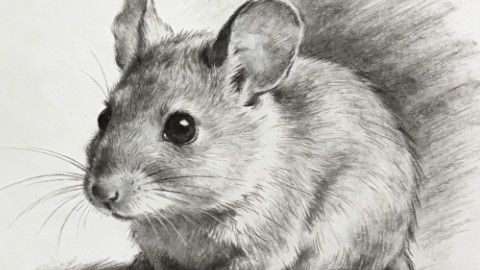 2026年马年2月运程指南：生肖属鼠的运势吉凶详析