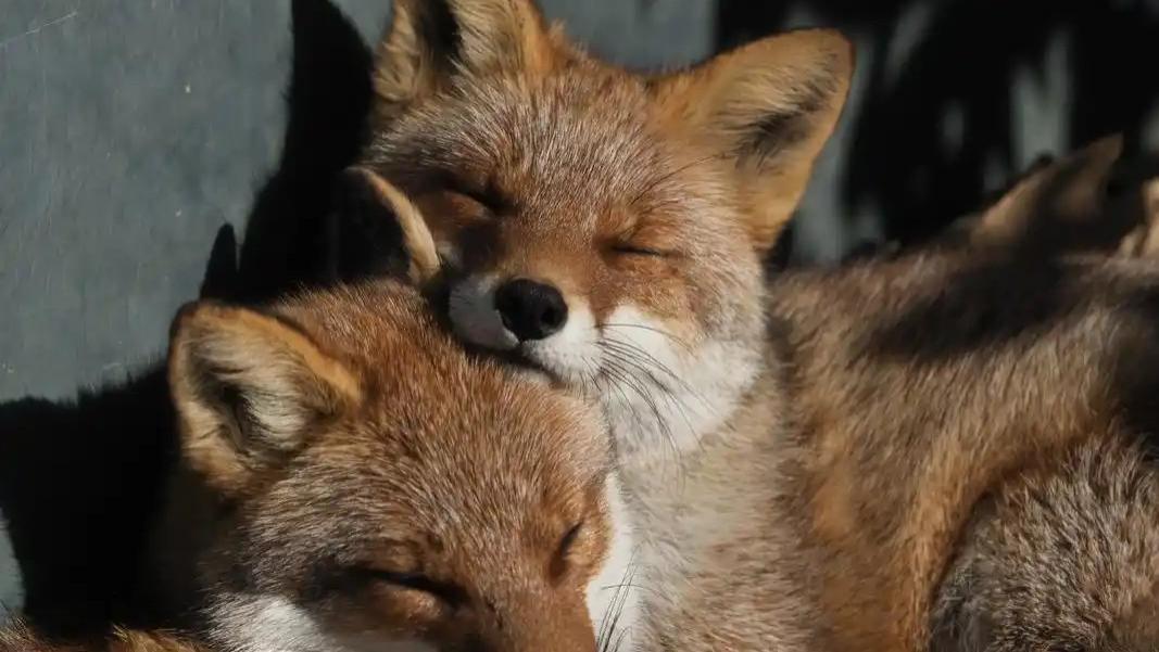 ​出马弟子千千万，“执拗”能占九成半！