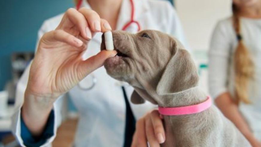 非瘟疫苗获批倒计时，动保板块集体暴动！谁将复制"九安医疗"神话？