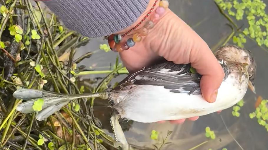 湖北女子救了一只被钓钩挂住的小野鸭，好心救援却被网友骂惨了 钓鱼偶遇小野鸭被钓钩住，救鸭善举为何反被