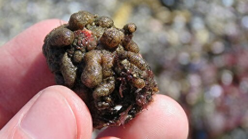 这种生物不但长得像石头，还能自己让自己怀孕，看完三观碎一地