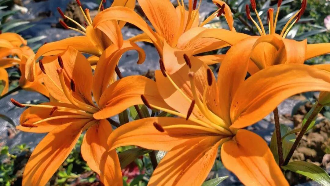 百合花海、林下采菌、小火车游园……去西江村打卡！