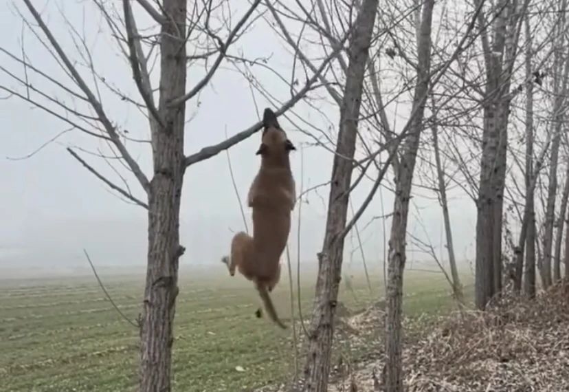 一只狗要把树上树枝带回家，那是直接就爬到树上，想要嘴把树干咬下来，没想到树枝要不断！