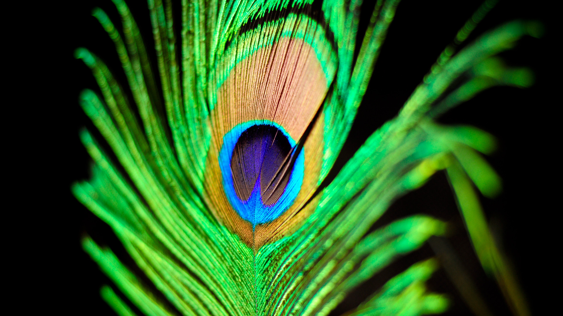 高清电脑壁纸1920x1080（56）