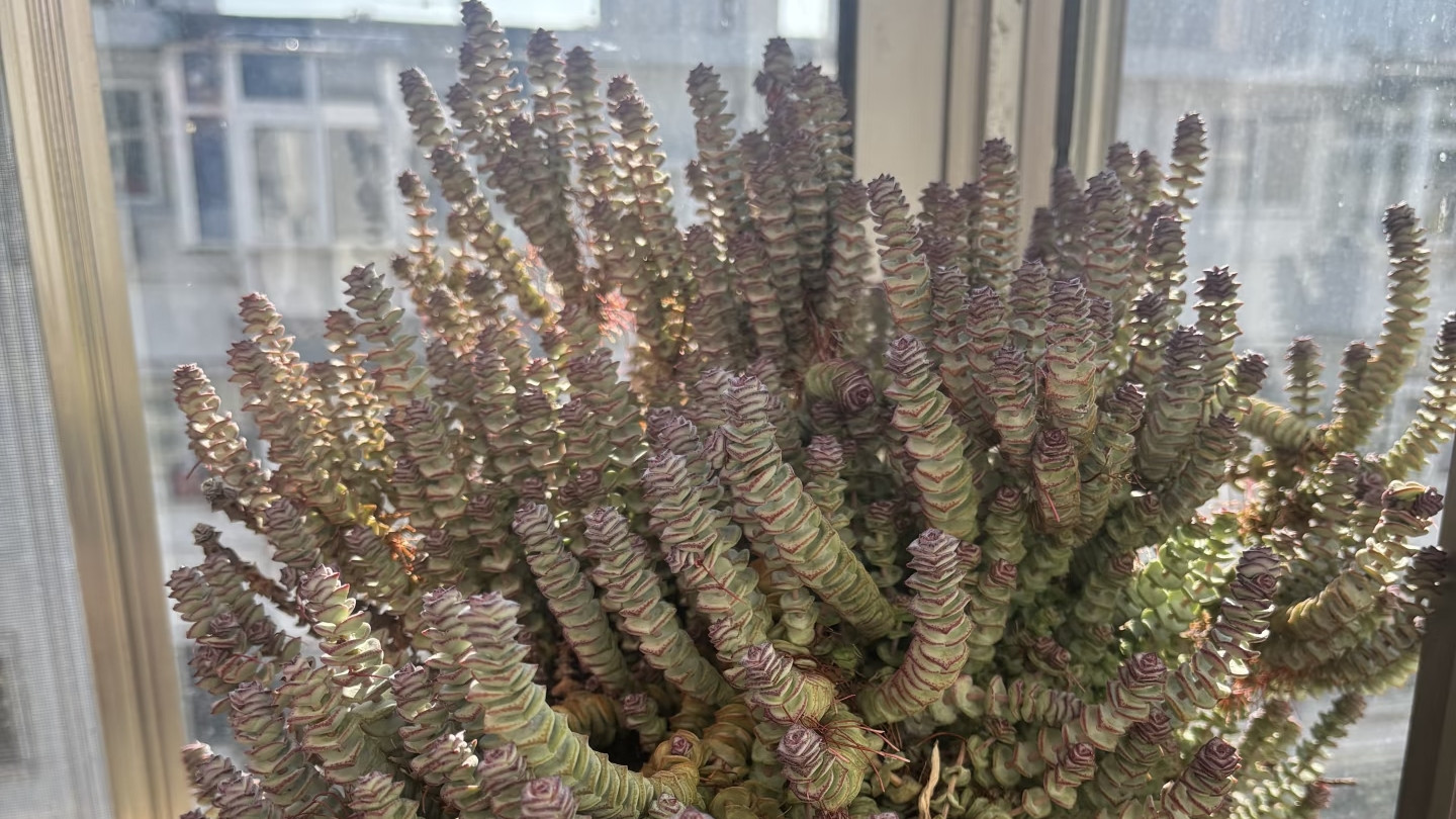 河北一姑娘，晒爷爷养7年的“钱串树”走红，网友：真是成精了！