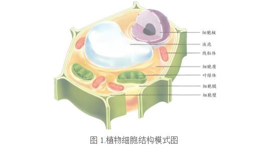 如何高效进行植物DNA提取实验？