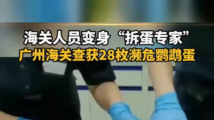 海关人员变身“拆蛋专家”，广州海关查获28枚濒危鹦鹉蛋