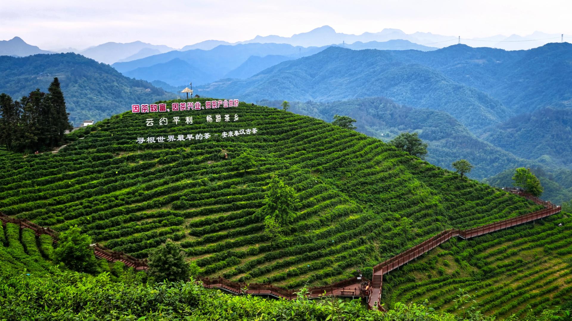 茶区变景区、茶园变公园、茶山变金山：这大概是乡村振兴的范本吧