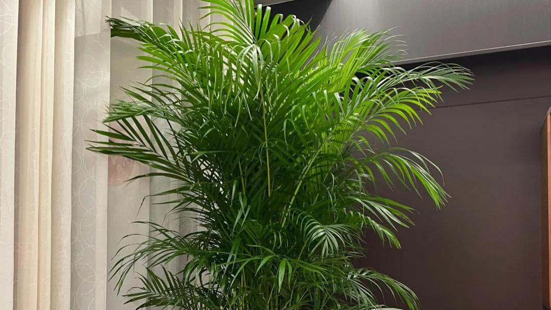 入伏后家里像蒸笼？别光开空调，摆这几盆花，看着就透心凉