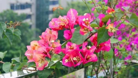 三角梅有“5怕”，及时纠正，花开一茬接一茬，再也不怕只长叶啦