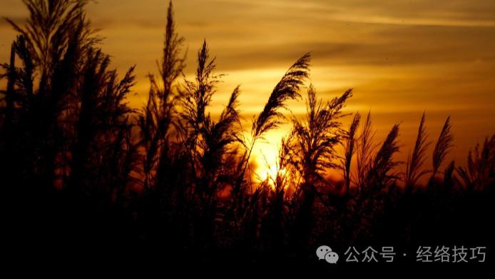 为什么有人摔倒不容易受伤？原来是多做了这一个关键动作