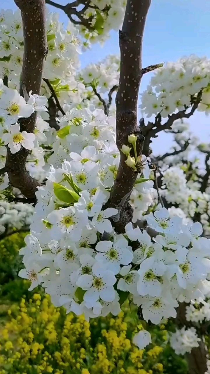 河南旅游，北方梨城宁陵美景和美食攻略！
