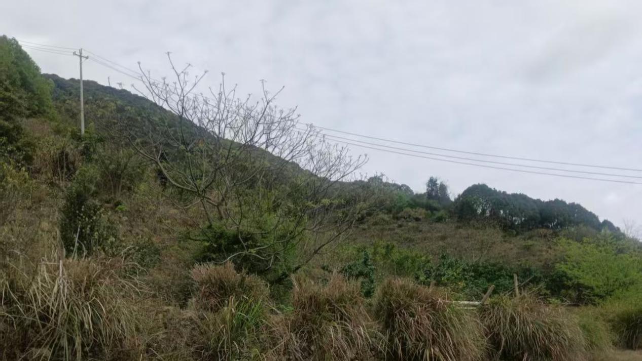 广东大埔一村民实名反映：古水圳20年未修复致百亩良田撂荒，新建房屋疑占集体土地