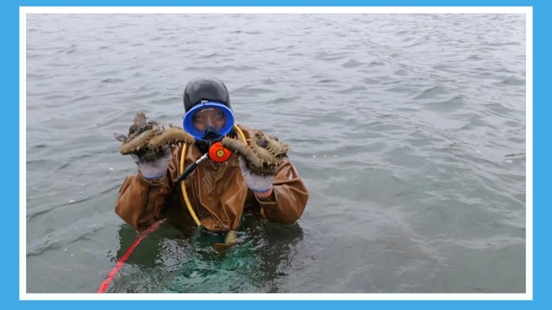 谁懂啊！你吃的每口底播海参，都是有人拿命拼来的