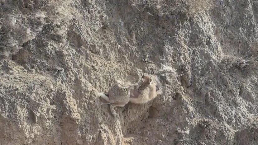 一只野兔不走寻常路，却还是被陷阱给抓住了，毛都挣秃了一部分！