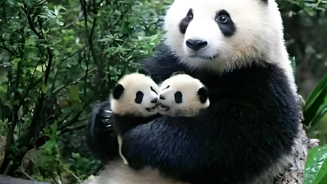 熊猫妈妈疯狂摔打幼崽，亲妈忽然变“后妈”？真相太扎心了！