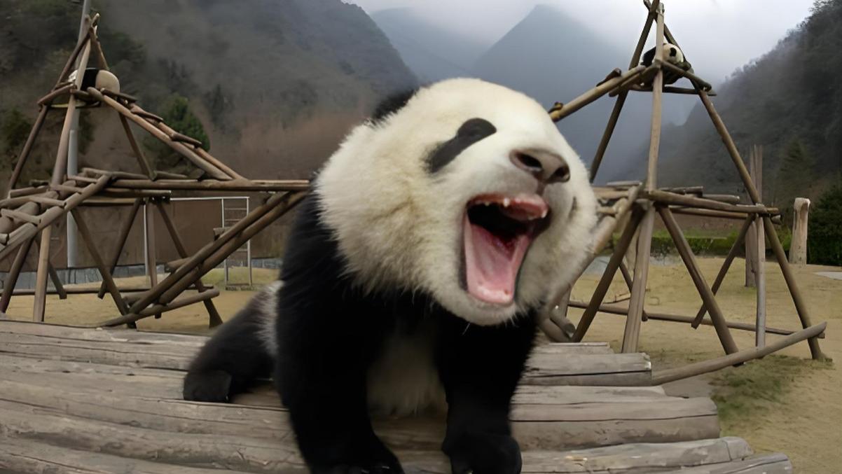 当老虎学会“算ROI”：不吃熊猫，算老虎命大！