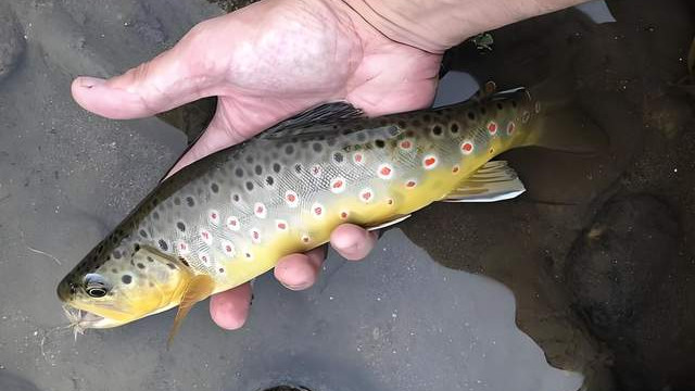 七星鱼：长得像黑鱼却不是黑鱼，人称“鱼中珍品”