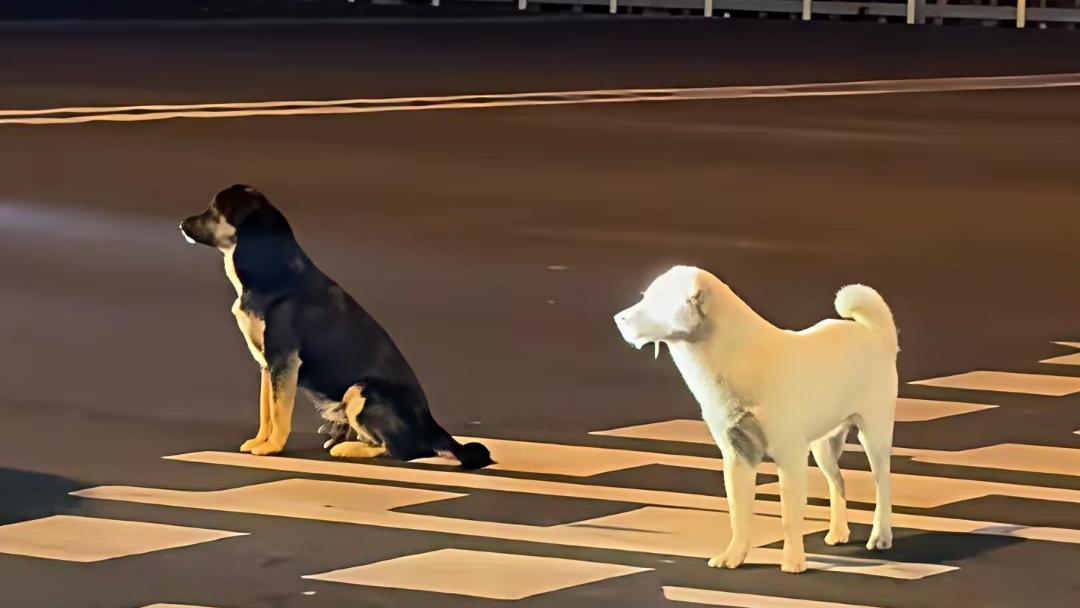 高速口弃狗太残忍！黑白小狗追车寻主，河北美女姐姐暖心收留看哭全网