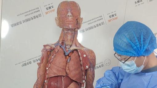 软质硅胶可拆分人体解剖模型｜精准复刻，赋能专业深耕