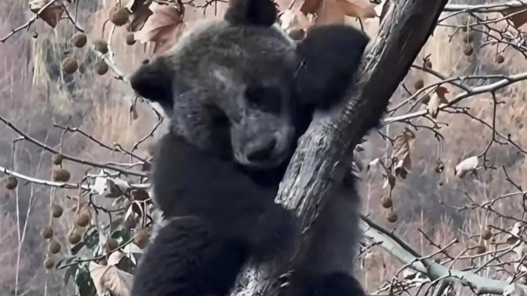 四川卧龙“煤老板”在线营业！这肤色，矿里刚出来的吧？