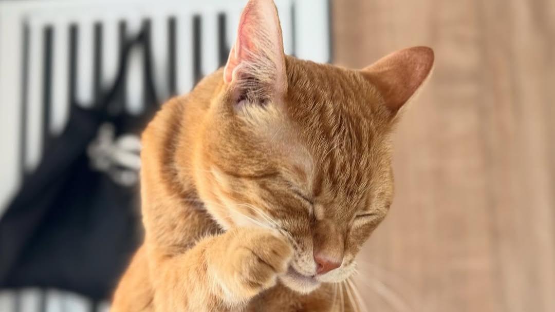 猫咪为什么会咬自己的爪子？猫咪是啃着玩吗？背后有什么小心思？