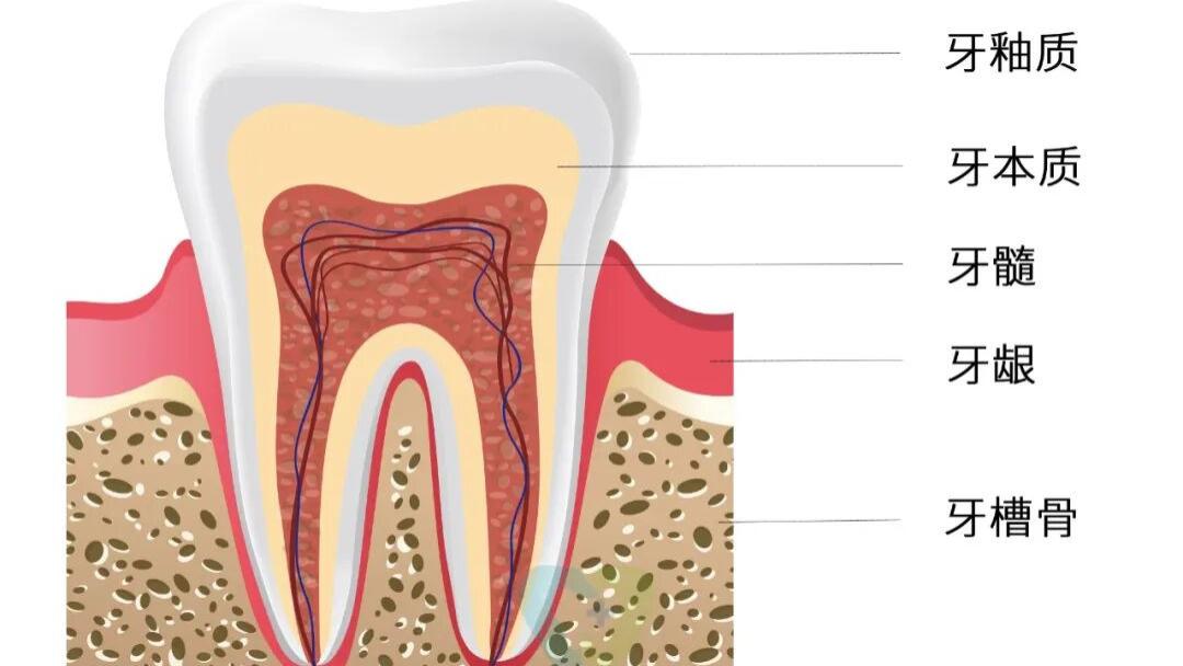 你的“牙神经”真的很重要！别轻易放弃它