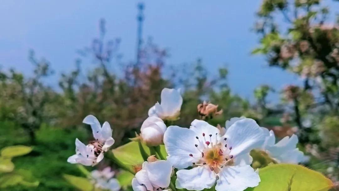 随笔：春天，永远常青