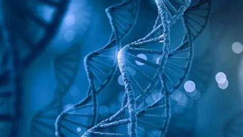 环肽药物研发：结构特性、筛选技术与临床转化前景