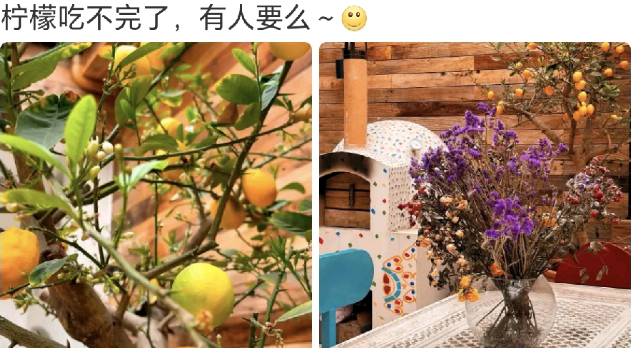 马天宇在社交平台晒出了两张照片
结满了柠檬的树，好美。这一棵树一下子结了超过十颗