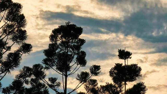 濠梁之辩与讼卦初六：当庄子遇见《周易》的处世智慧