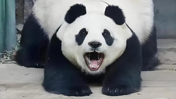 大熊猫的“专属撒娇方式”，谁看了不迷糊？