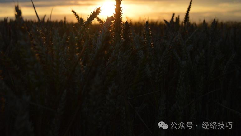 惊蛰后最养脾胃的谷物，疏肝很不错，还能排出“体内废物”和“浊气”