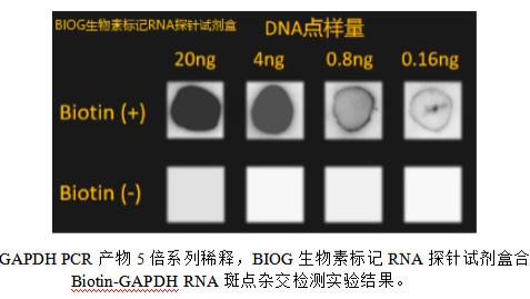 膜杂交、原位杂交实验中生物素标记探针的合成与操作指南