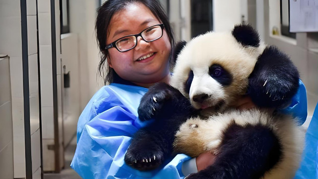 熊猫饲养员的真实日常：不是撸猫，是体力活 + 高风险工作