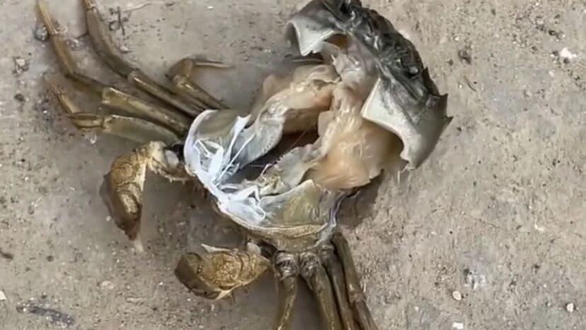 一只螃蟹正在脱壳，旁的人却说：这时候最嫩啦！你知道它们要脱壳多少次，才能长大么？