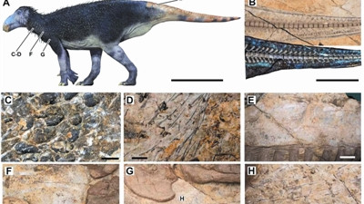 安徽恐龙化石研究取得新突破：1.25亿年前完美保存的禽龙化石现身