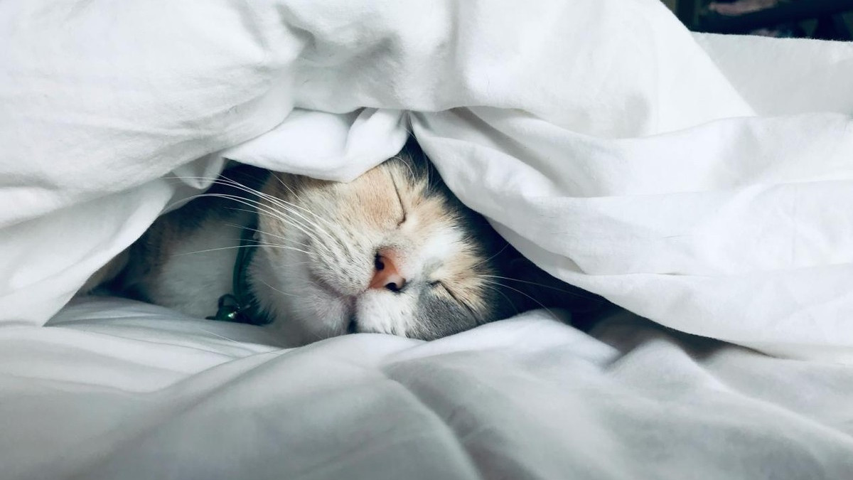 2026年什么牌子的猫粮好性价比高？养猫人推荐的十大猫粮品牌排行