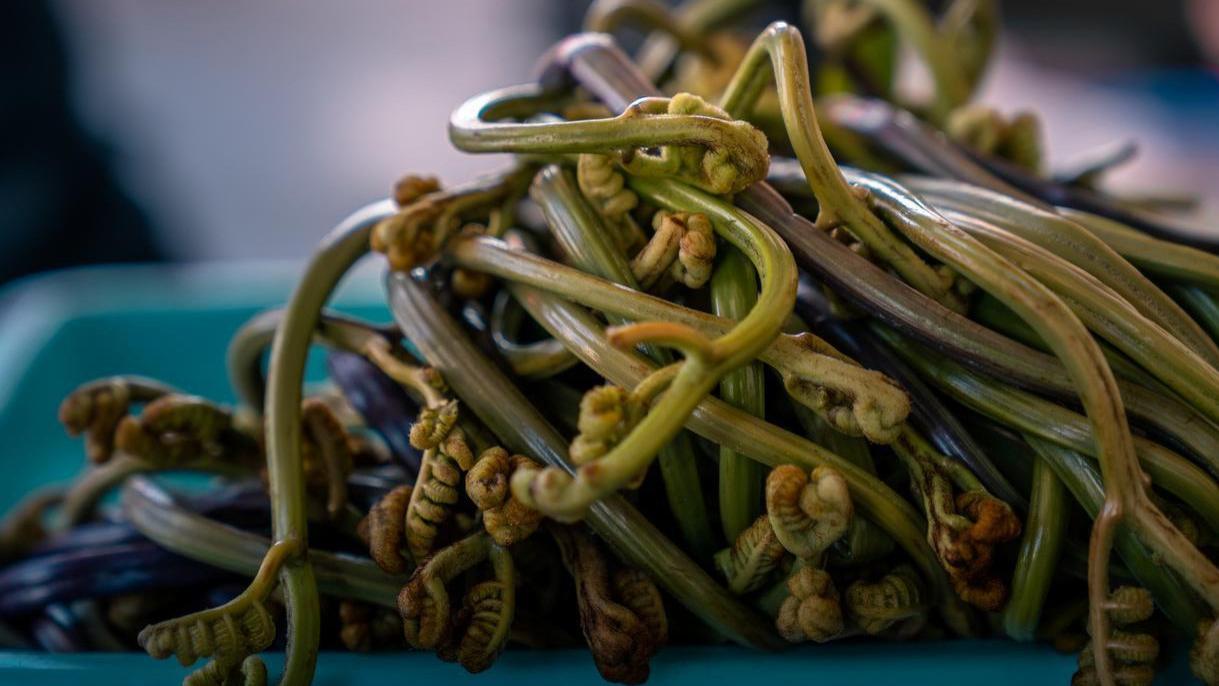 春天吃啥应季“野菜”？试试这10样，营养高口感好，错过再等一年