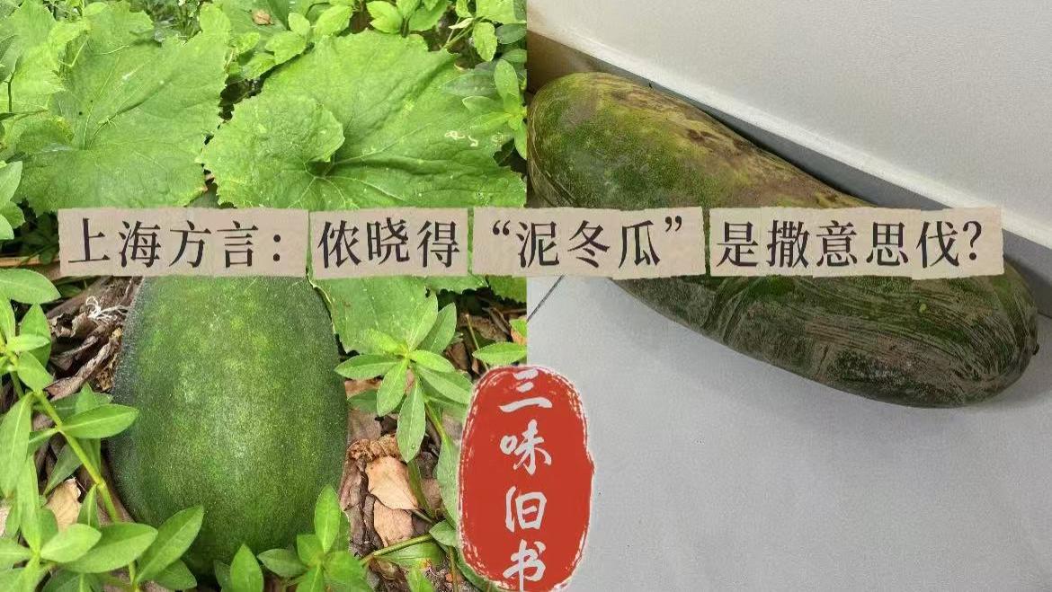 上海方言：侬晓得“泥冬瓜”是撒意思伐？