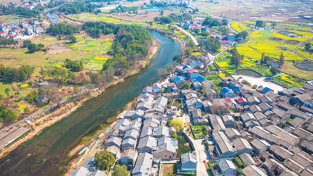 金黄油菜花开时，江西吉安渼陂古村，山环水抱春日漫行